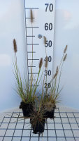 Pennisetum alopecuroides 'Piglet'   pot 9x9 cm