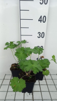 Geranium 'Alan Mayes'   pot 9x9 cm