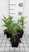 Penstemon 'Raven'   pot 9x9 cm