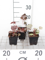 Heuchera 'Black Beauty'®   pot 9x9 cm