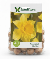 Famiflora Narcissus Carlton   Voorjaarsbloeiers   40 bloembollen
