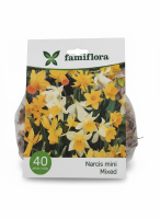 Famiflora Narcis Mini Mix   Voorjaarsbloeiers   40 bloembollen