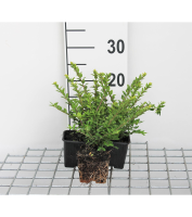Lonicera nitida 'Maigrün'   Chinese Kamperfoelie   pot 9x9 cm   15 20 cm  