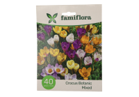 Famiflora Crocus Botanisch   Voorjaarsbloeiers   40 bloembollen