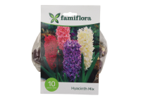 Famiflora Hyacinth Mix   Voorjaarsbloeiers   10 bloembollen