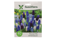 Famiflora Muscari Mix   Voorjaarsbloeiers   40 bloembollen