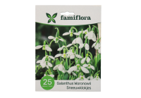 Famiflora Galanthus Woronowii   Voorjaarsbloeiers   25 bloembollen