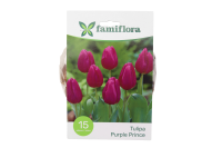 Famiflora Purple Prince   Voorjaarsbloeiers   15 bloembollen