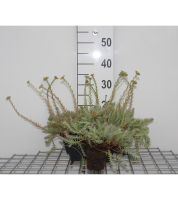 Sedum reflexum   pot 9x9 cm