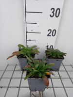 Aster alpinus   pot 9x9 cm