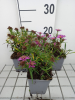 Aster 'Kassel'   pot 9x9 cm