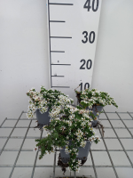 Aster ericoides 'Snowflurry'   pot 9x9 cm  