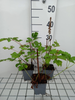 Astilbe chinensis 'Vision in Red'   pot 9x9 cm