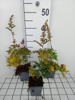 Astilbe 'Vision in White'   pot 9x9 cm  