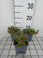 Aubrieta 'Red Carpet'   pot 9x9 cm  