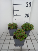 Aubrieta 'Rosenteppich'   pot 9x9 cm