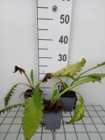 Cirsium rivulare 'Atropurpureum'   pot 9x9 cm  