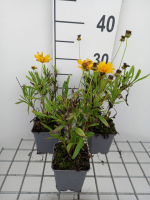 Coreopsis grandiflora 'Sunray'   pot 9x9 cm