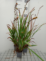 Crocosmia 'Buttercup'   pot 9x9 cm