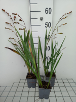 Crocosmia 'Carmin Brillant'   pot 9x9 cm  