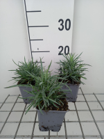 Dianthus 'Munot'   pot 9x9 cm