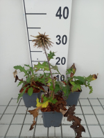 Echinops bannaticus 'Star Frost'   pot 9x9 cm