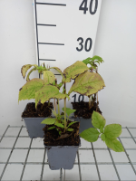 Eupatorium purpureum   pot 9x9 cm  