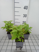 Eupatorium rugosum   pot 9x9 cm  