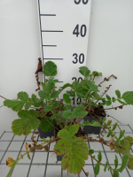 Geum 'Prinses Juliana'   pot 9x9 cm  