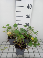 Geranium x riversleaianum 'Mavis Simpson'   pot 9x9 cm
