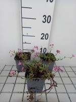 Gypsophila repens 'Rosa Schönheit'   pot 9x9 cm