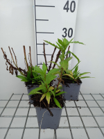Helenium hybr indian summer   pot 9x9 cm