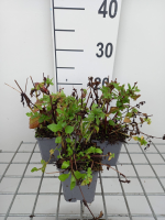 Mimulus cupreus 'Roter Kaiser'   pot 9x9 cm
