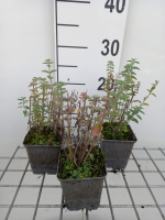 Nepeta 'Novanepjun' (Junior Walker)   pot 9x9 cm  
