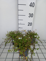 Pratia angulata 'Treadwellii'   pot 9x9 cm  