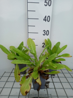 Primula beesiana   pot 9x9 cm
