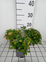 Prunella vulgaris   pot 9x9 cm  