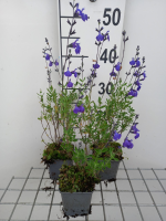 Salvia lycioides   pot 9x9 cm  