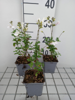 Salvia microphylla 'Gletsjer'   pot 9x9 cm  