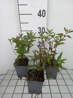 Salvia uliginosa   pot 9x9 cm  
