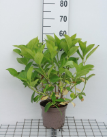 Hydrangea macrophylla 'Blaumeise'   pot   25 30 cm