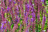 Salvia x sylvestris 'Dear Anja'   pot 9x9 cm