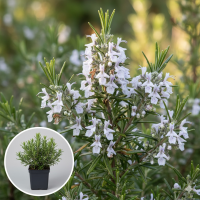 Rosmarinus officinalis 'Albiflorus'   pot 9x9 cm (Rozemarijn 'Witbloeiende Rozemarijn')  