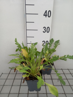 Gaillardia 'Burgunder'   pot 9x9 cm