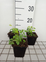 Thalictrum aquilegifolium 'Album'   pot 9x9 cm  