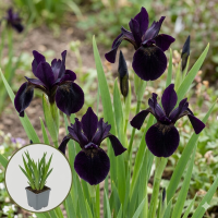 Iris chrysographes 'Black Form'   pot 9x9 cm  