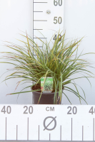 Carex morrowii 'Variegata'   pot 3L   Japanse zegge  