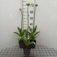 Allium 'Mont Blanc'   pot 1L