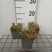 Aubrieta 'Regado Red'   pot 9x9 cm