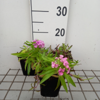 Dianthus barbatus 'Nanus'   pot 9x9 cm
